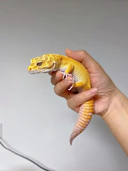 豹纹守宫肥嘟嘟的手感谁不爱