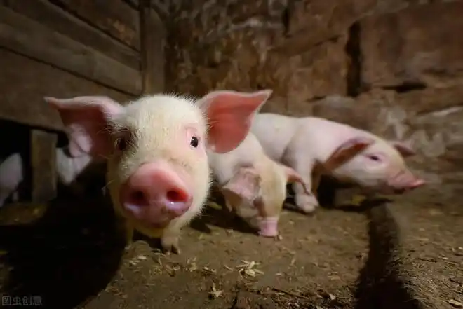 有的老铁说我买猪的时候看着那个猪活蹦乱跳的,但是买回来以后,过不了
