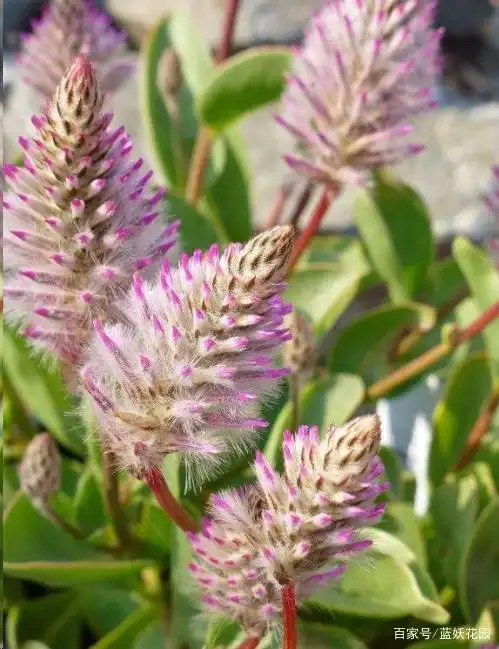 它非常耐热耐旱不仅颜值高还非常好养澳洲狐尾草可爱