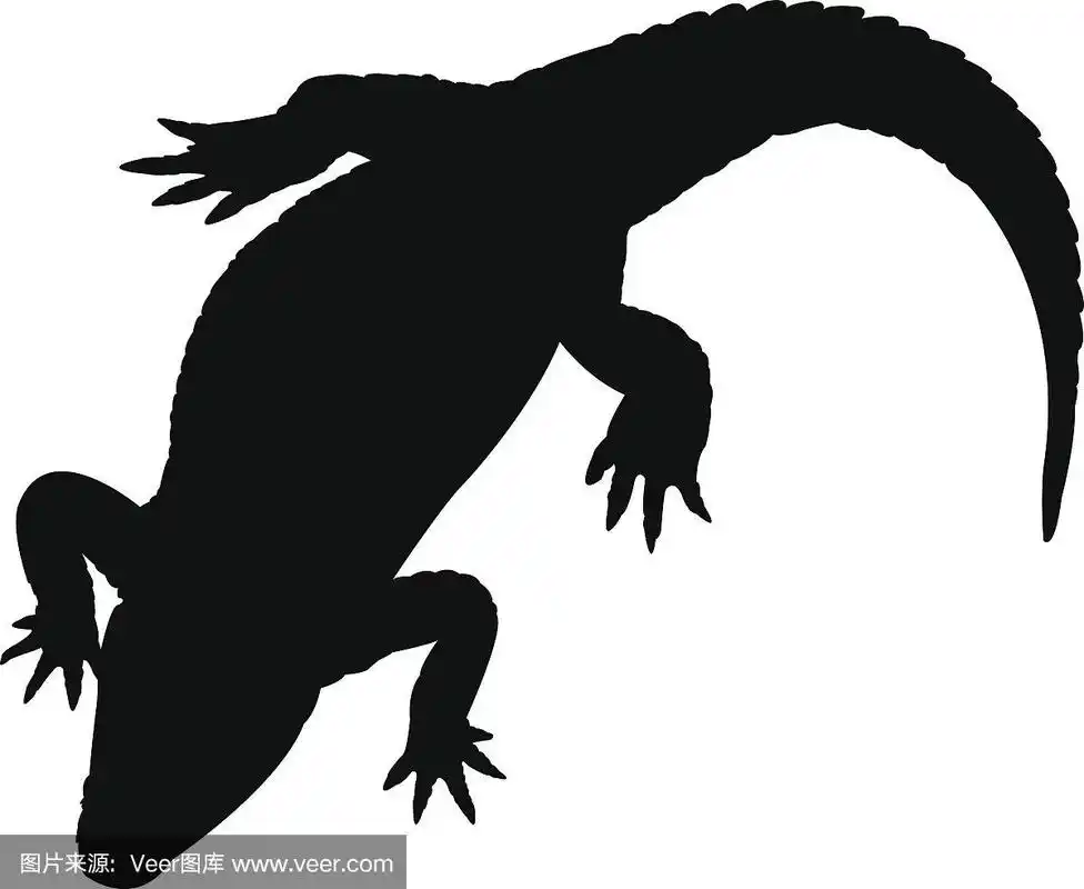 短吻鳄属,剪影,美国短吻鳄,鳄鱼,野生动物