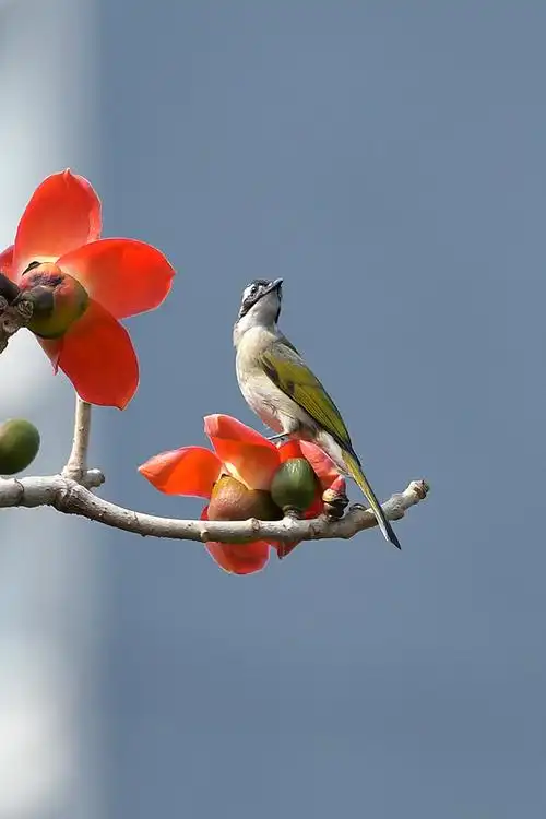 木棉花和鸟