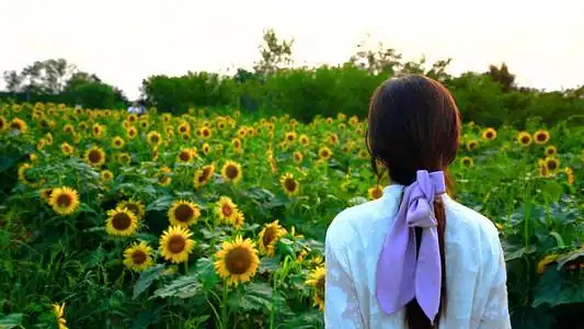 向日葵花海背影