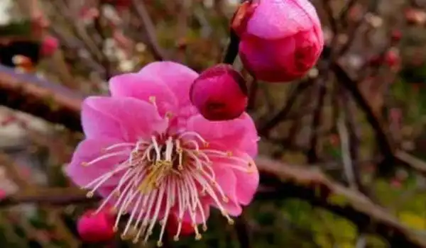 丰后梅花是好品种吗