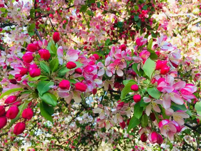 海棠盛开 繁花似锦