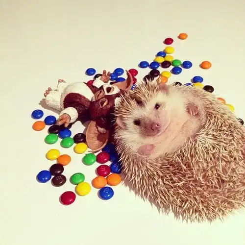 扎手星人超萌小刺猬darcy