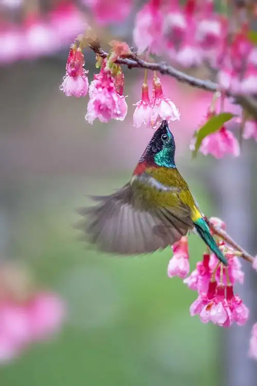 最美花鸟图——樱花与叉尾太阳鸟