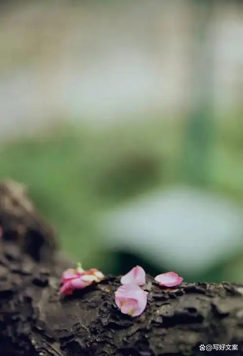 看一场落花做一个诗意缤纷的人