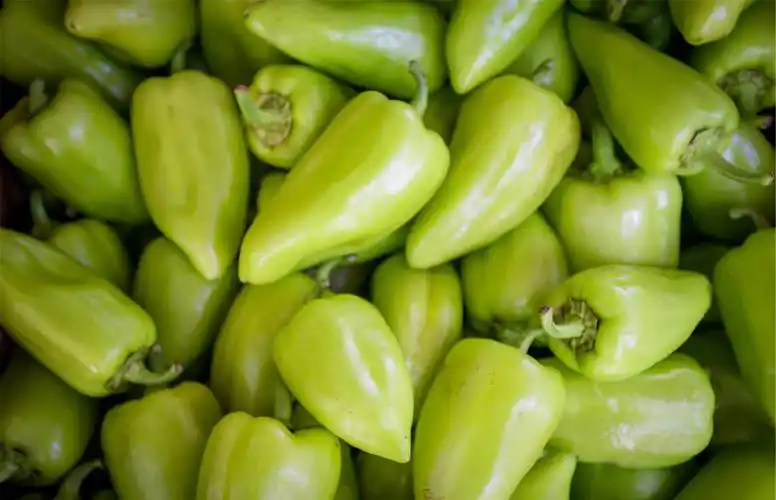 青椒水肥有哪些管理方法?出现褐斑病该怎么办?如何防治?_工作