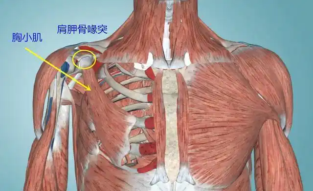 这块肌肉分别连接在肋骨和肩胛骨喙突,肌纤维是斜着向上生长的