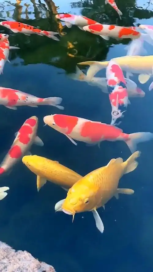 640_1138竖版 竖屏