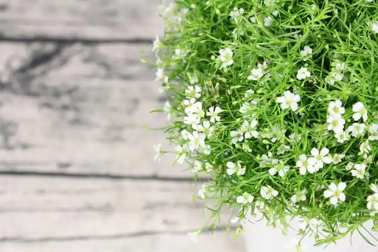 满天星花语和寓意是什么适合送给什么人