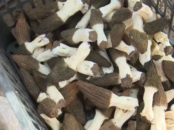 河南舞阳羊肚菌采摘奏响春日丰收曲