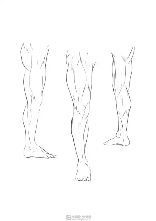 临摹腿—腿部人体肌肉结构入门训练举报
