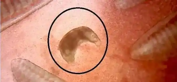 同样,大概罗列一下盐巴可以防治的寄生虫:指环虫,小瓜虫,纤毛虫(聚缩