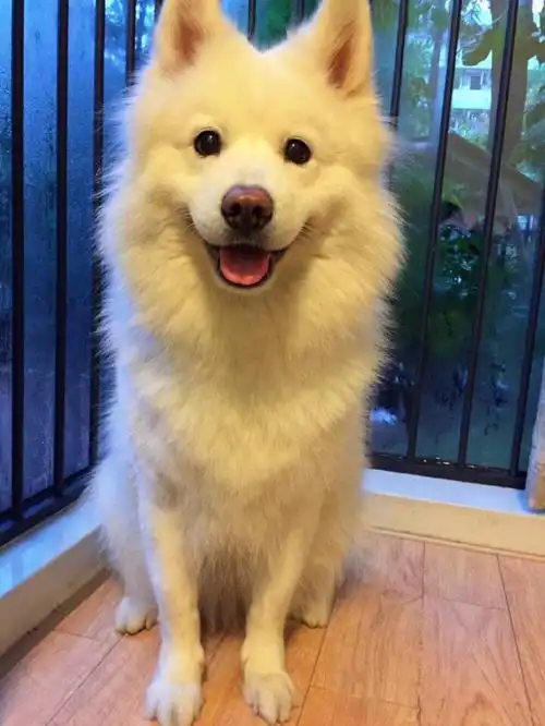 妞妞可爱狗狗萨摩耶萌宠汪星人