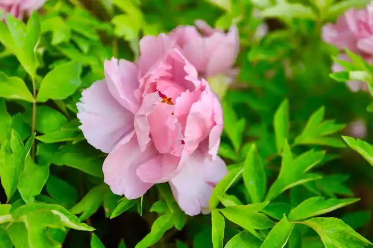 雍容华贵!拍摄定格美丽!(相机拍摄)