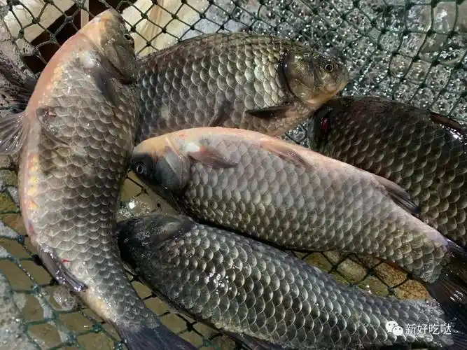 正月二十五干饭就鱼汤熬出浓白似奶鲫鱼汤你就是填仓这天的米其林大厨