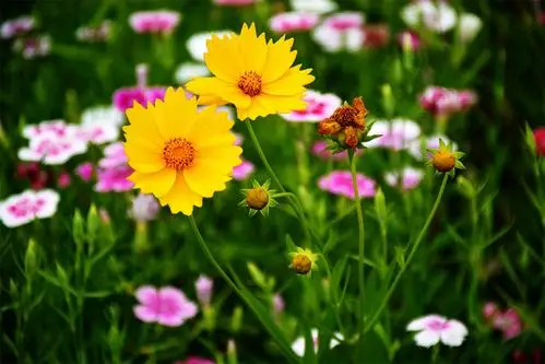 花花草草-风景照-19摄区-杭州19楼