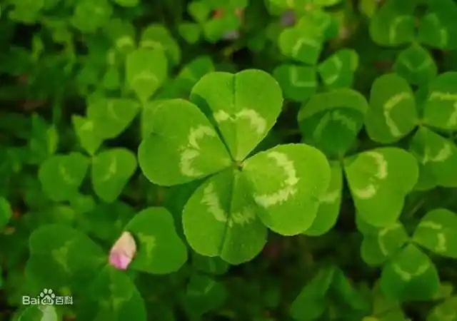 代表着幸运,财富,幸福的四叶草