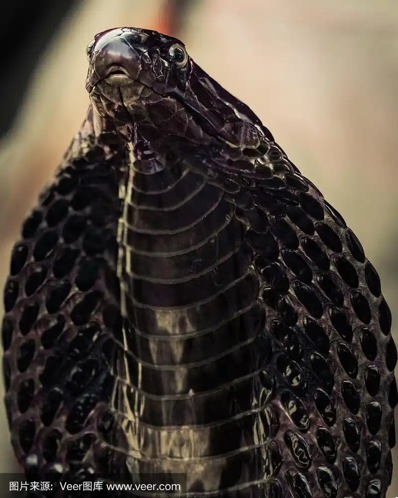 眼镜蛇,黑色,蛇,4k分辨率,开着的