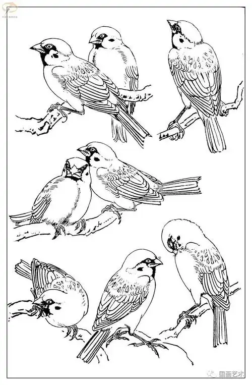 白描麻雀百图分享