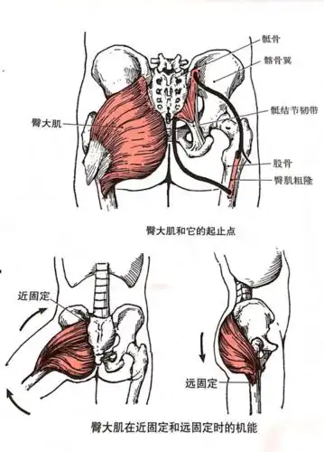 臀大肌 臀大肌(gluteus maximus),部位:在骨盆后外侧面臀部皮下; 起点
