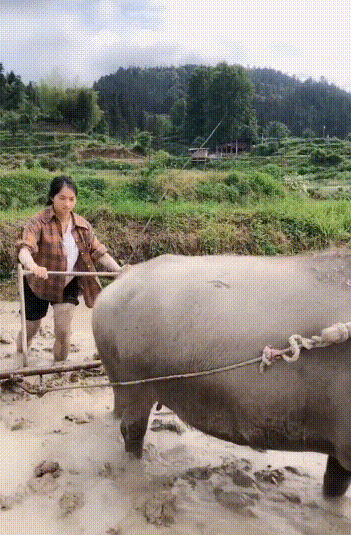 搞笑美女动态图新来的女同事太腼腆了搞笑妹子gif