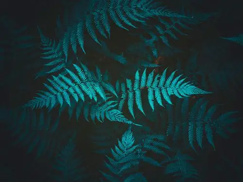 下载壁纸 2560x1920 蕨类,叶子,深绿色 桌面背景