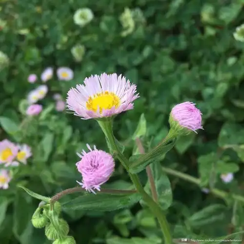 大花飞蓬(华丽飞蓬)