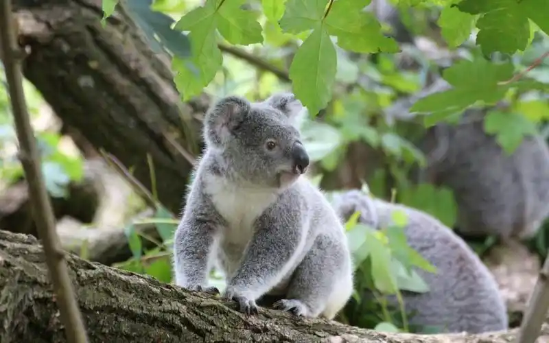 1澳大利亚树袋熊,高清图片,壁纸,动物-桌面城市