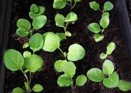 茄子苗茄子幼苗生长照片