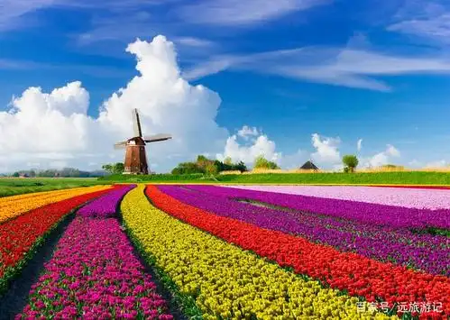 全球最美十大花海,美到令人心醉