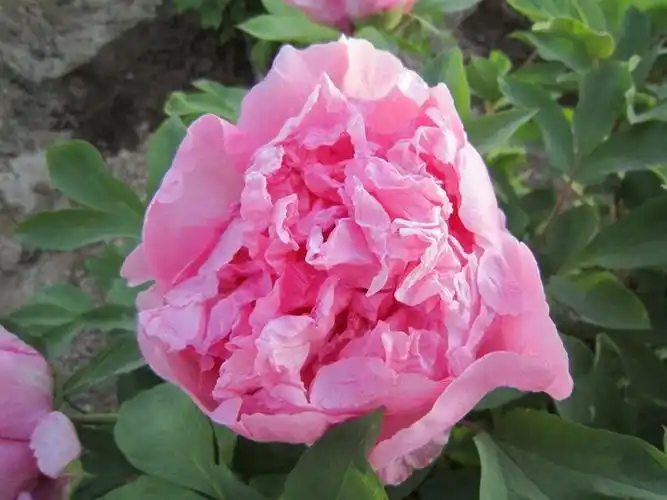 银红娇艳_牡丹籽油,牡丹蕊茶,牡丹,芍药,鲜切花,绿化苗木科研基地