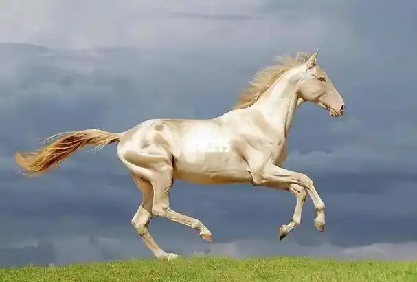 回顾世界上名贵的前5大名马汗血马居然排不进前二第一名价值4亿