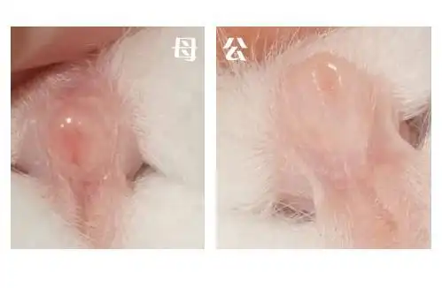 怎么分辨兔子公母