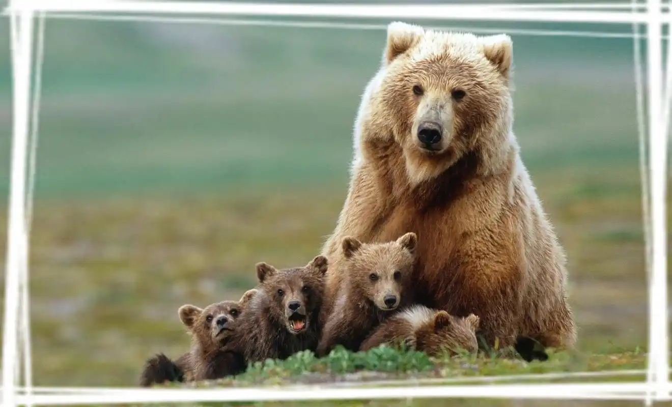 大狗熊高清电脑桌面壁纸图片