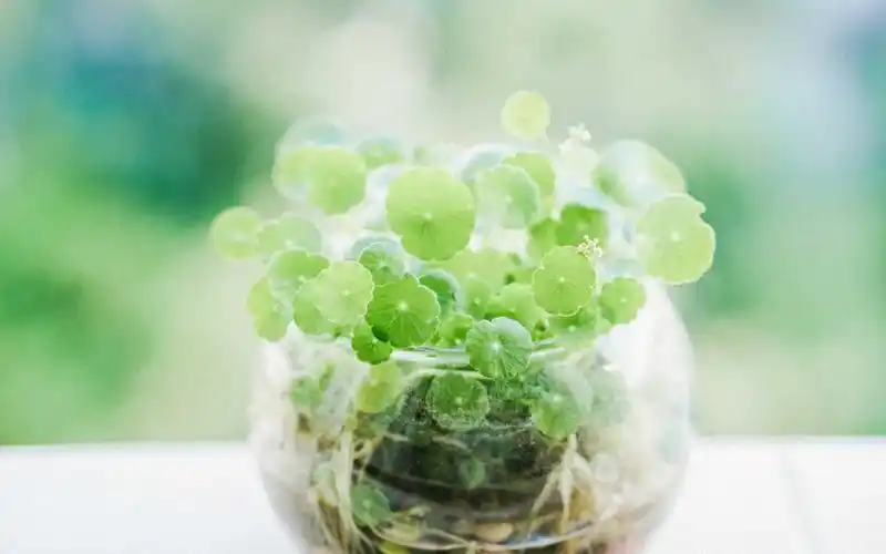 绿色小清新风景电脑桌面壁纸