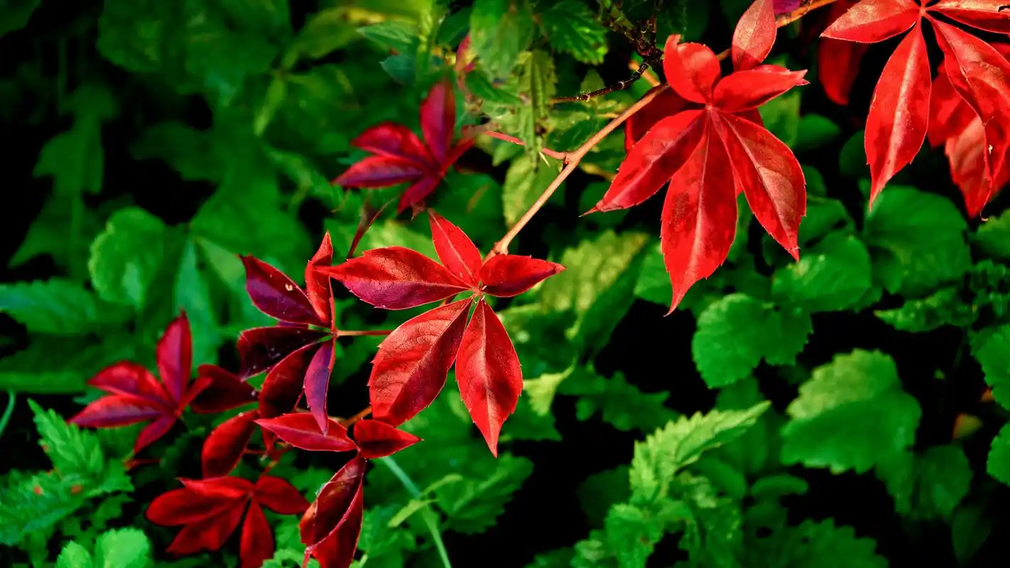 简约植物锁屏高清电脑桌面壁纸,这是美桌网win4000.