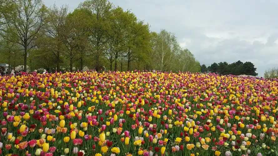 这里是郁金香的王国.荷兰最大的郁金香花园,库肯霍夫公园.