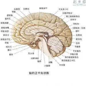 脑的冠状面水平切面和矢状断面