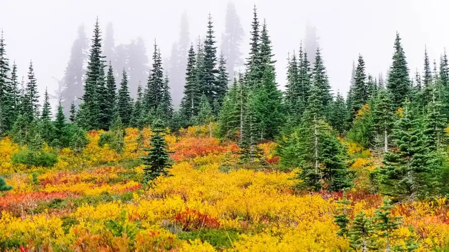 花草树木壁纸【2】