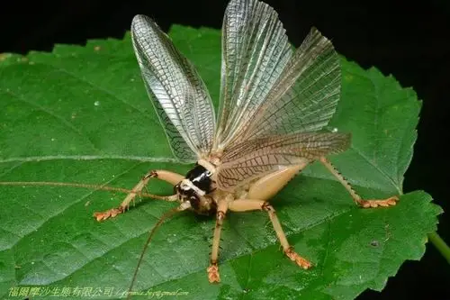 金门限定版! 「明透翅蟋螽」列台湾昆虫新纪录品种