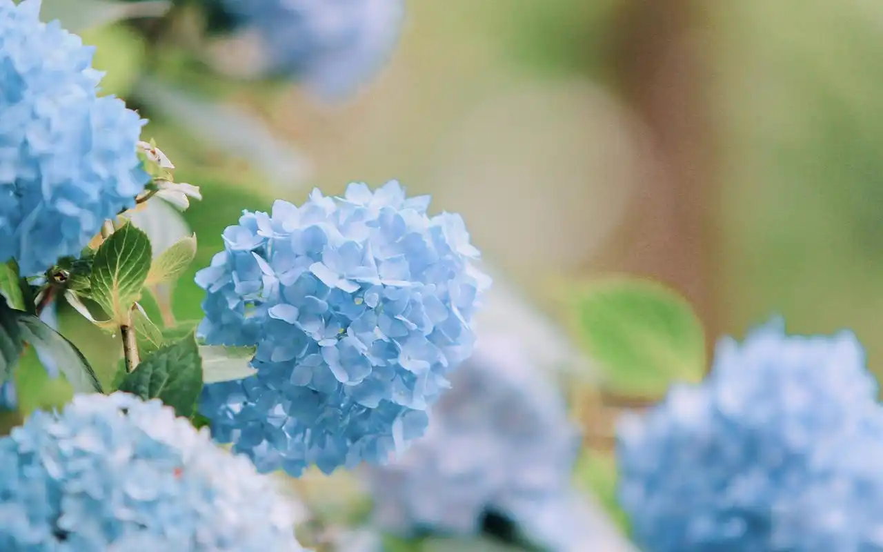 夏日小清新蓝色绣球花高清桌面壁纸