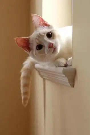 可爱卖萌猫咪qq空间图片我想保护你