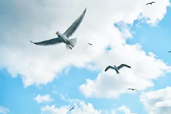 蓝天白云下的海鸥摄影图片