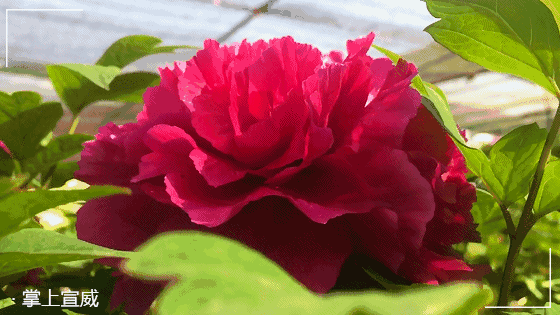 宣威女子霸气表白忘了他来宣威我养你