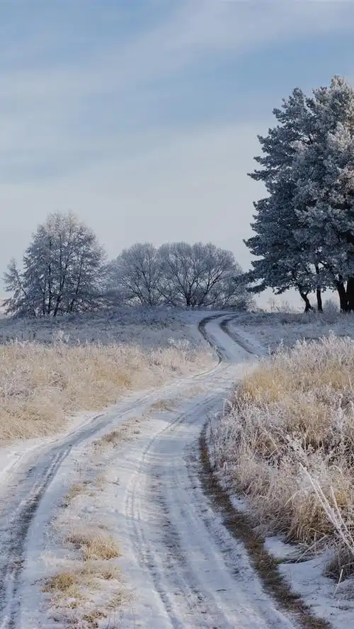 草,树,路,雪,冬天 iphone 壁纸