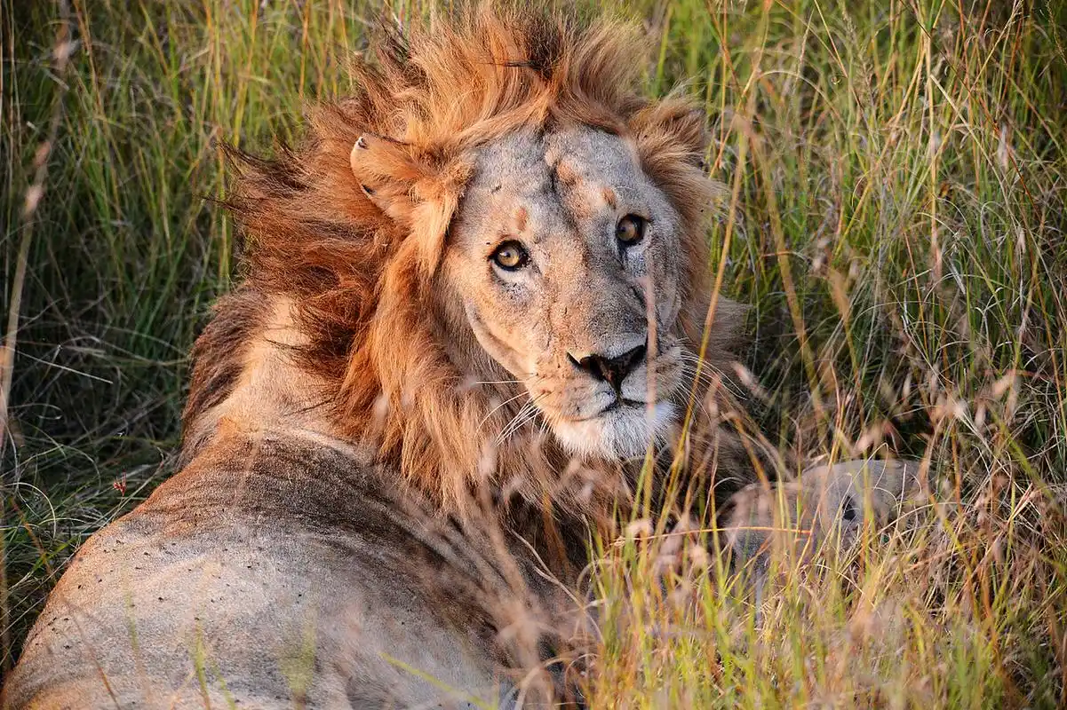 狮子不仅是力量和勇敢的象征,更是自然界的平衡者和守护者,让我们感受