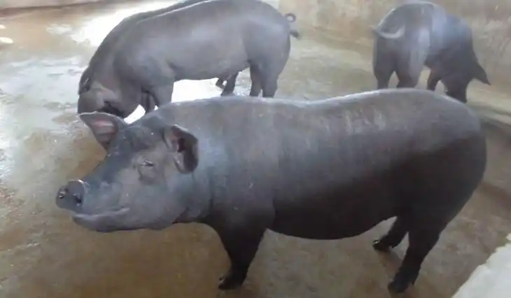 源味难求黑毛猪