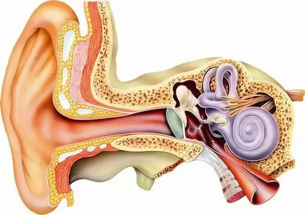 为什么我们的耳朵能听到声音呢?